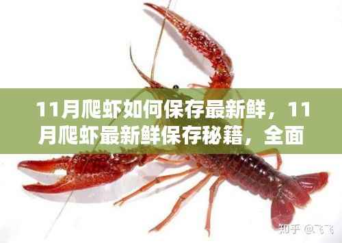 揭秘11月爬虾最新鲜保存秘籍,全面测评与深度解析