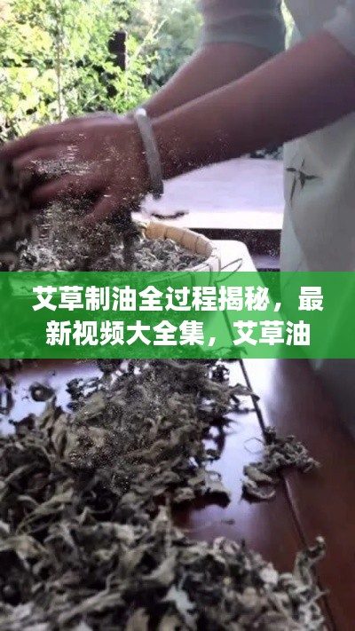 艾草制油全过程揭秘,最新视频大全集,艾草油制作探索之旅