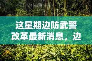 边防武警改革深度解析，最新动态、特性体验、竞品对比与用户群体分析