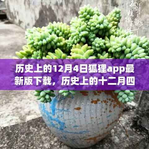 狐狸APP,历史12月4日最新版下载,探寻自然美景的心灵之旅