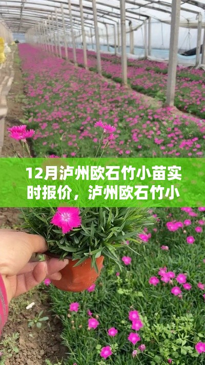 泸州欧石竹小苗实时报价聚焦分析,市场动态与观点探讨