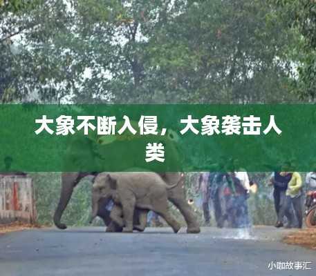 大象不断入侵,大象袭击人类