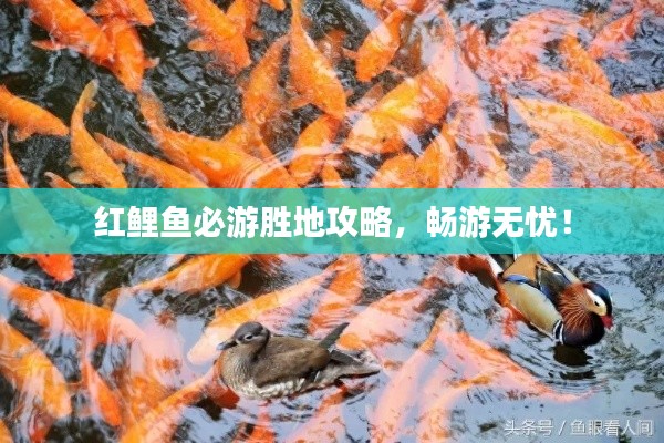 红鲤鱼必游胜地攻略,畅游无忧!
