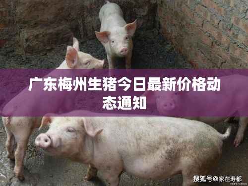广东梅州生猪今日最新价格动态通知