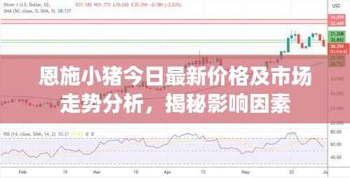 恩施小猪今日最新价格及市场走势分析，揭秘影响因素