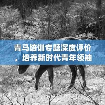 青马培训专题深度评价,培养新时代青年领袖的摇篮