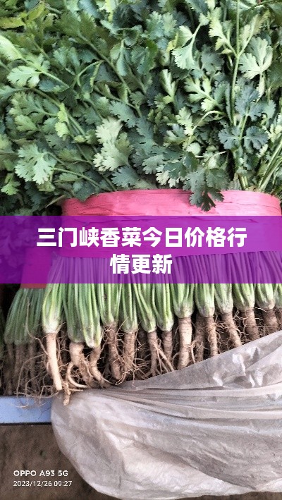 三门峡香菜今日价格行情更新