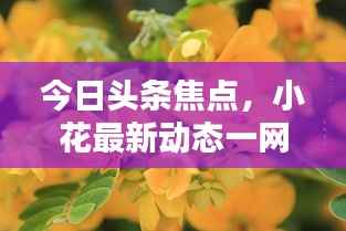 今日头条焦点，小花最新动态一网打尽