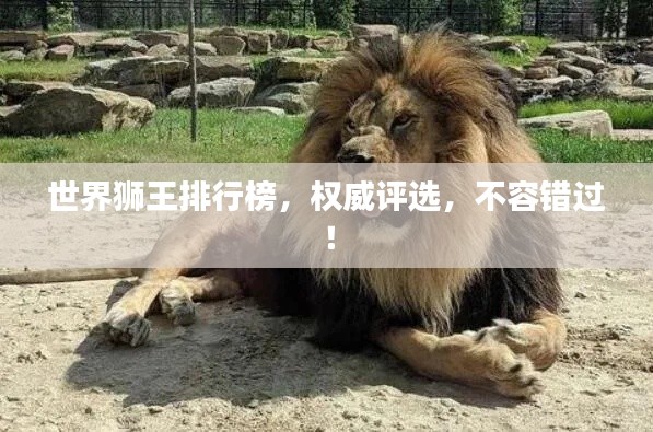 世界狮王排行榜,权威评选,不容错过!