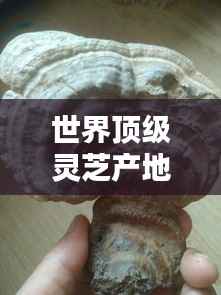 世界顶级灵芝产地排名大揭秘！